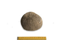 F 00015
<br/>
<br/>
<em></em>